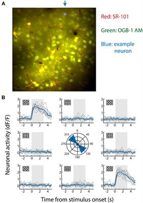 Population coding in mouse visual cortex: response reliability and dissociability of stimulus tuning and noise correlation